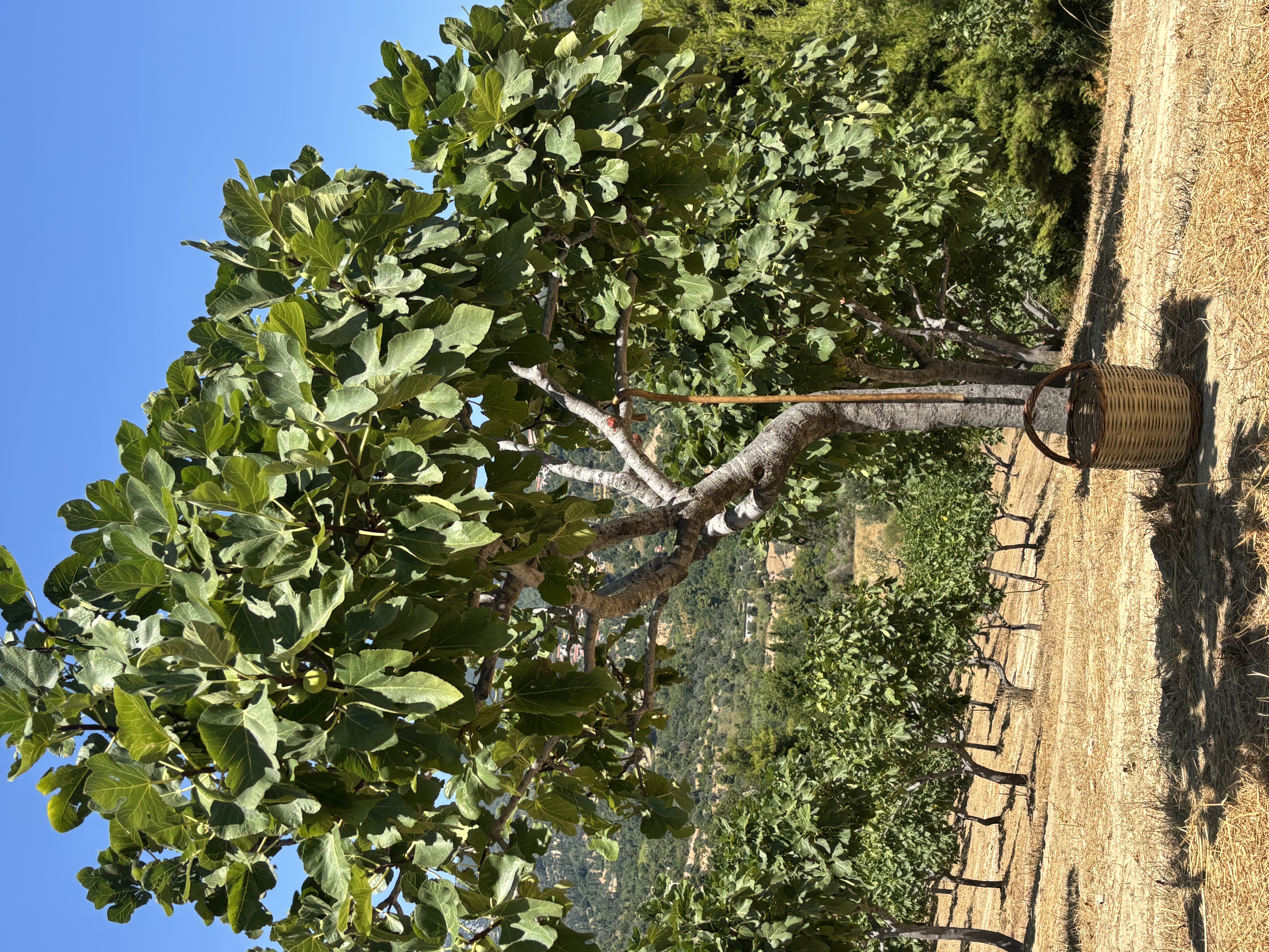 Ein Erntekorb hängt an einem Feigenbaum in einem Feigenhain bei Kymi.